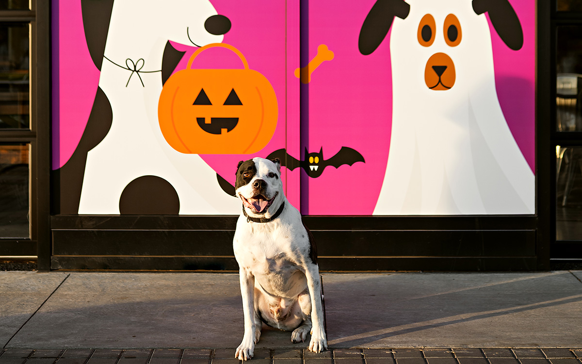 Free Howl-o-ween Pet Photos at Deerfoot City